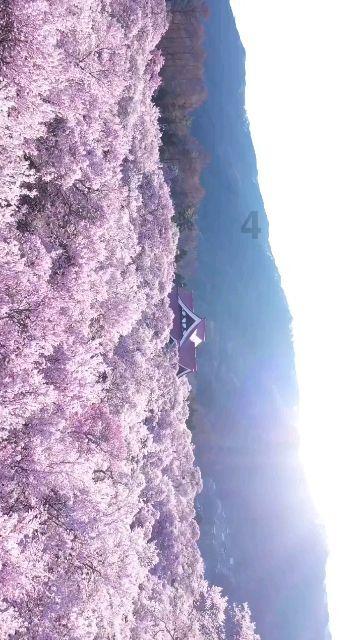 广东潮州:龙溪庙会热闹非凡 游神队伍沿山路奏响民乐